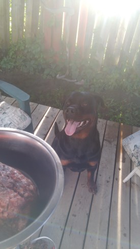 Alan 275 x 489