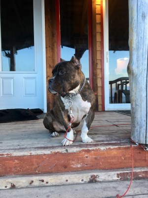 Baloo 300 x 400
