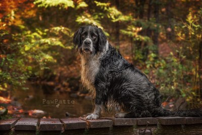 Bear 400 x 267