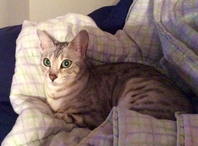 Cachou 403 x 298