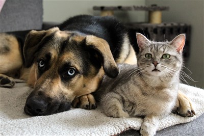 Charley et Nala 400 x 267