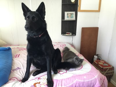 Djyna 400 x 300