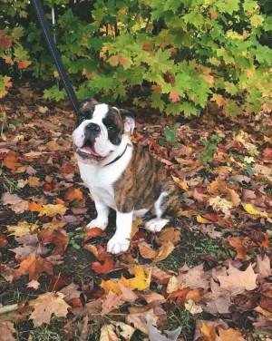 Doug 300 x 376