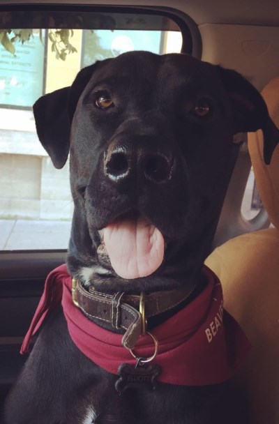 Elliott 400 x 608