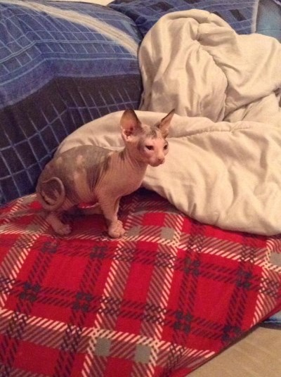 Fiona 400 x 536