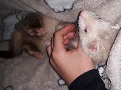 Fufu 400 x 300
