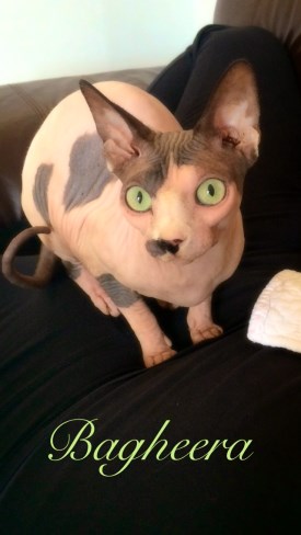 Gagheera 275 x 488