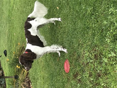 Gibbs 400 x 300