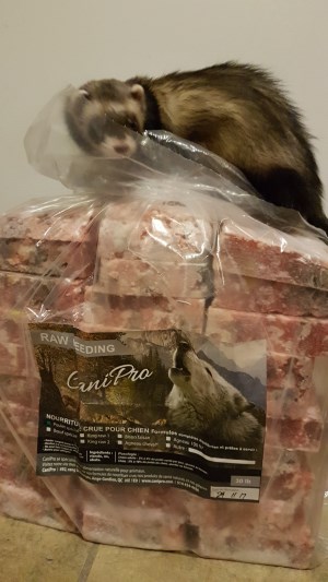 Gimli 300 x 533