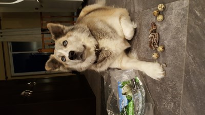 Joe 400 x 225