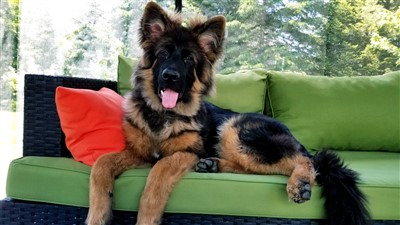 Kash 400 x 225