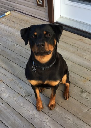 Lexie 300 x 423