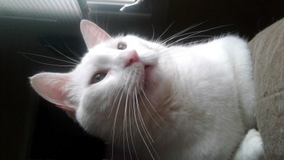 Milo 400 x 225