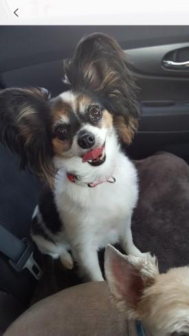 Molly 275 x 489