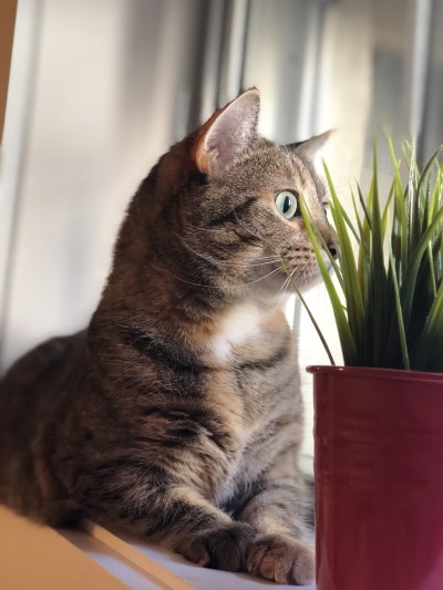 Nala 400 x 533
