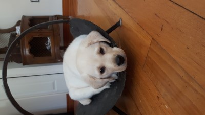 Nash 400 x 225