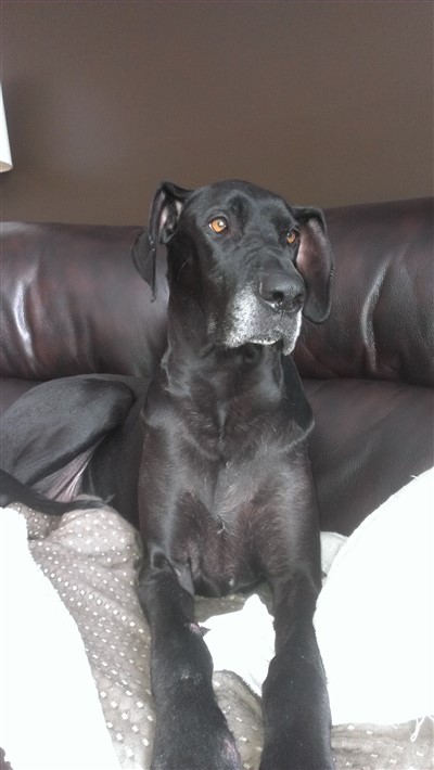 Olive 400 x 710