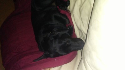 Ozzy 400 x 225