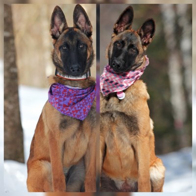 Pelly et izzy 400 x 400
