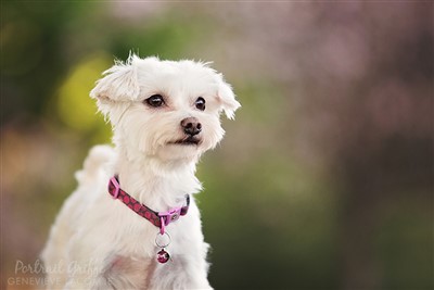 Pepita 400 x 267