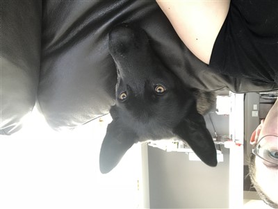 Rosco 400 x 301