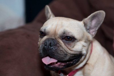 Rosie 400 x 267