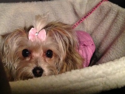 Rosie 400 x 300
