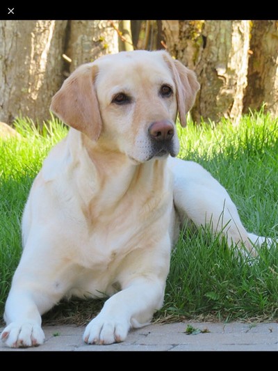 Rosy 400 x 533