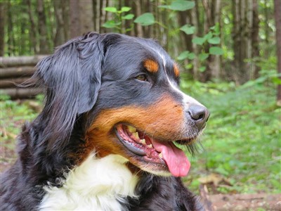 Roxy 400 x 300