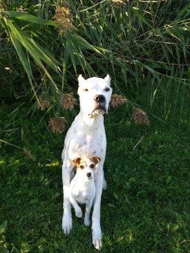 Saphira et Blanco 275 x 366