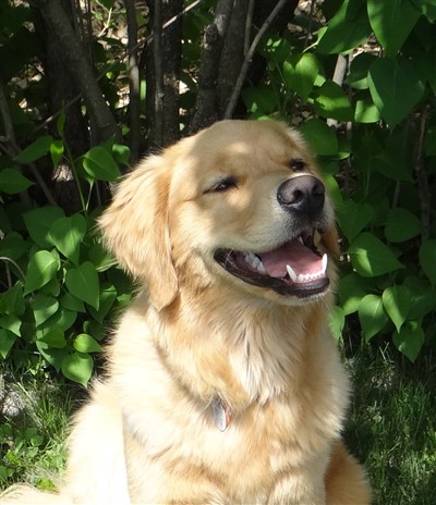 Sheana 400 x 464
