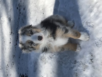 Smookie 400 x 300
