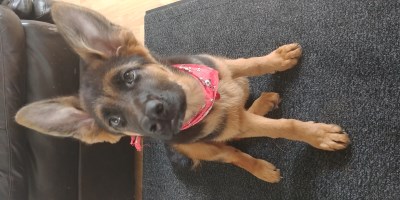 Stella 400 x 200