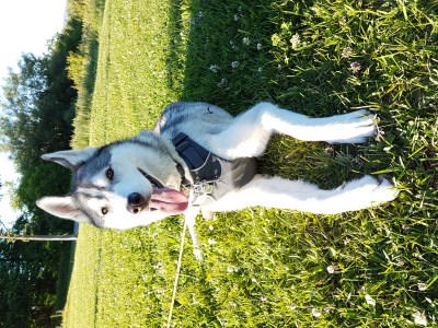 Wally 400 x 300