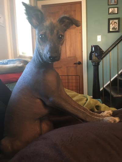 Xolo 400 x 533