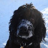 Yogi