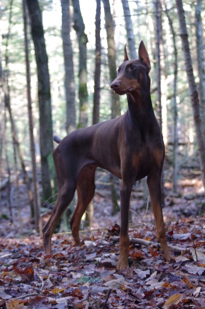 Zeus 400 x 602