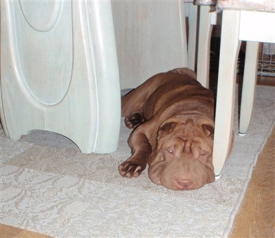 Ziva 400 x 346