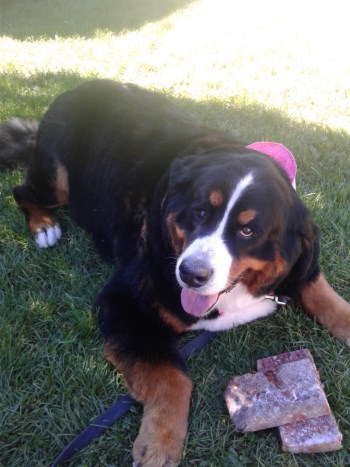 Zoey 350 x 467