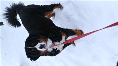 Zoey 400 x 225