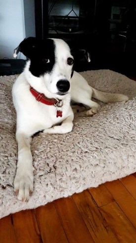 abby 275 x 489
