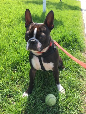 roky 275 x 367